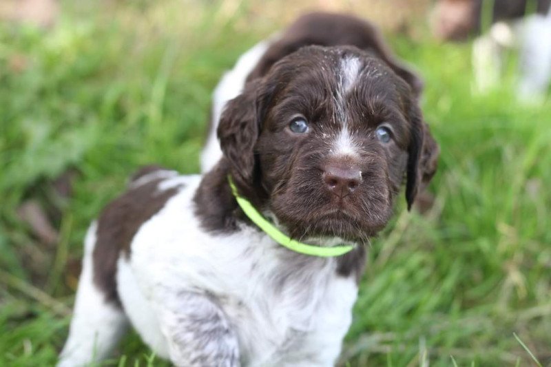 Kleine Münsterlanders/ heidewachtels pups