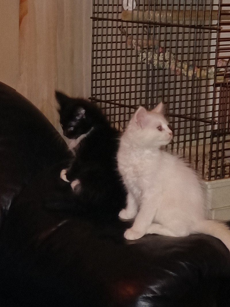 Twee Maine Coon kittens