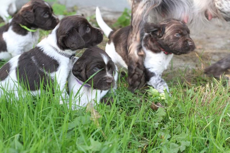 Kleine Münsterlanders/ heidewachtels pups