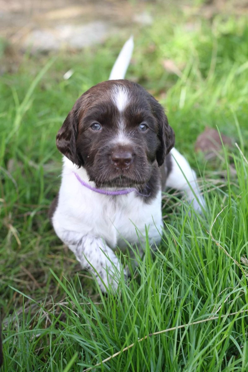 Kleine Münsterlanders/ heidewachtels pups