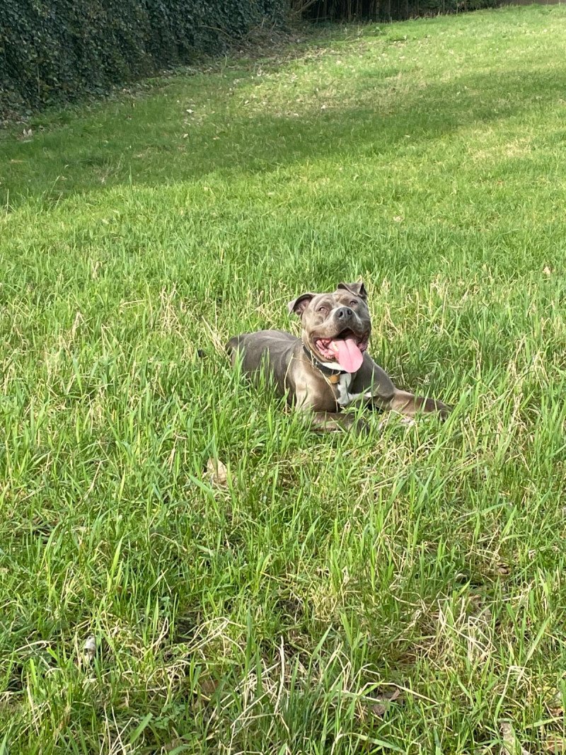 Bella teef