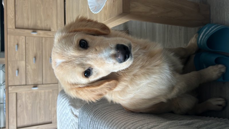 Golden retriever zoekt een nieuw huisje