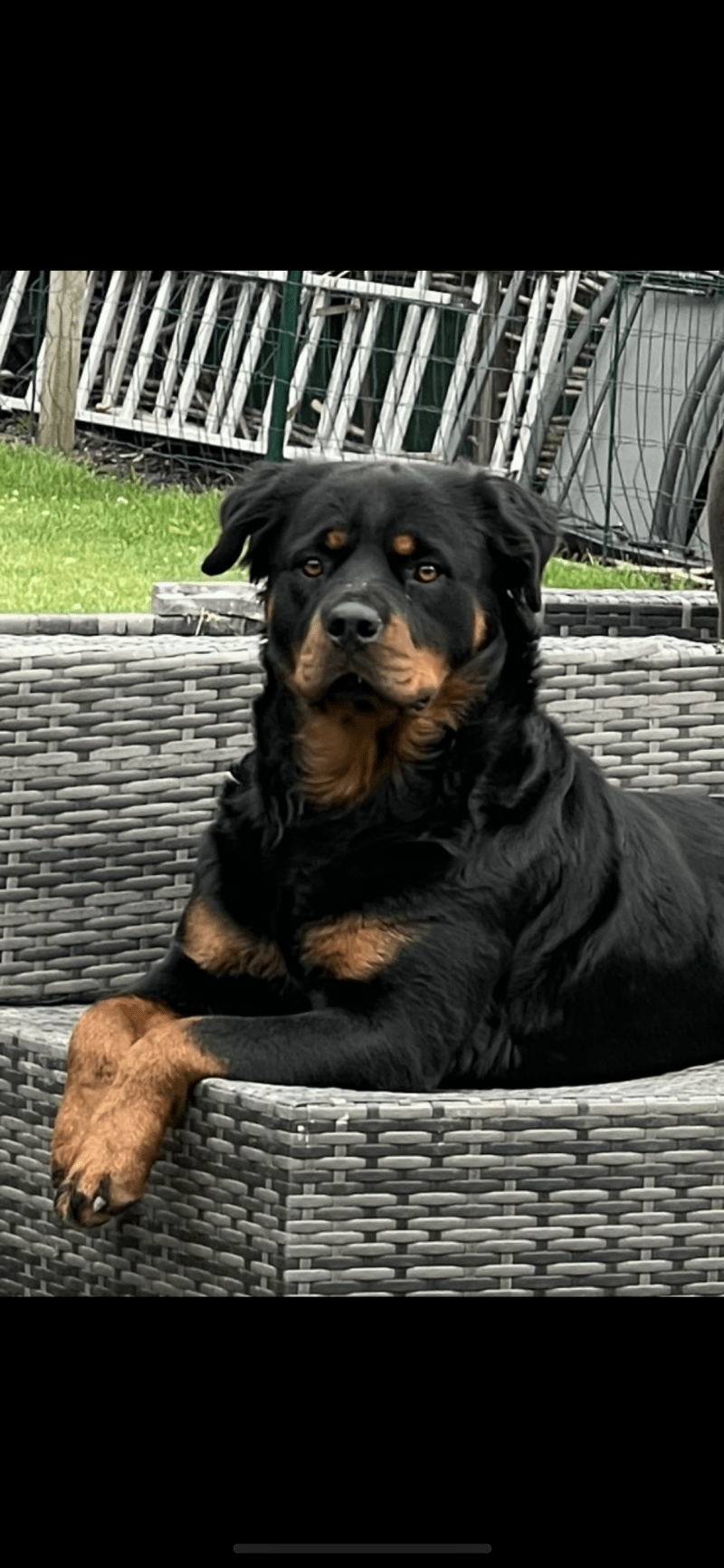 Rottweiler/stafford