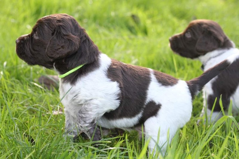 Kleine Münsterlanders/ heidewachtels pups