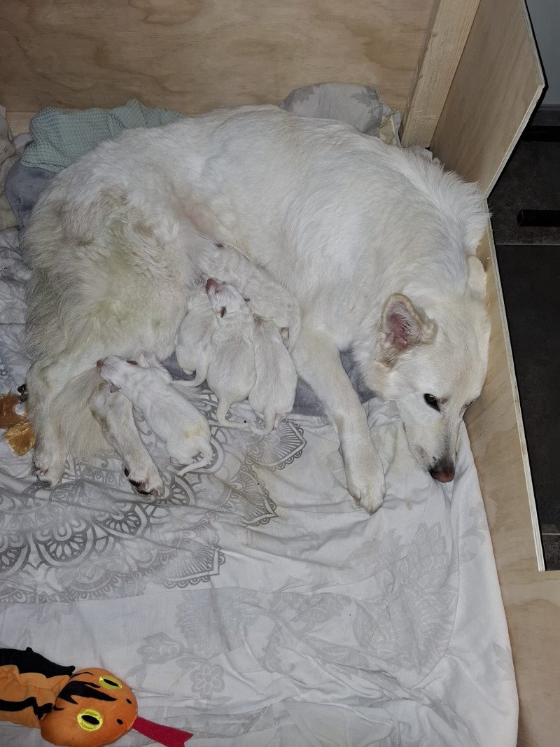 Zwitserse Witte Herder pups