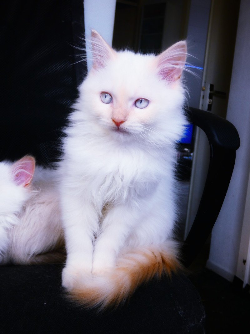 Ragdoll kittens cream point - afbeelding 2