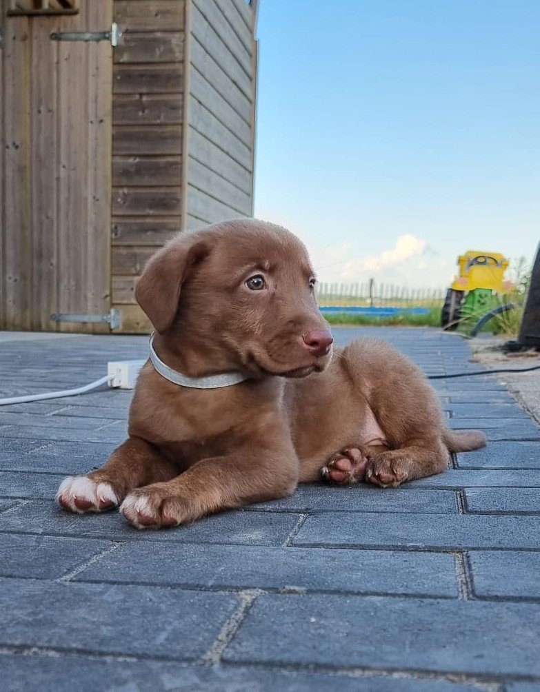 Enthousiaste lieve Labrador/australische herder