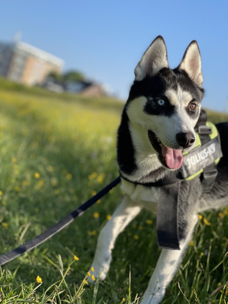 Lieve husky reu