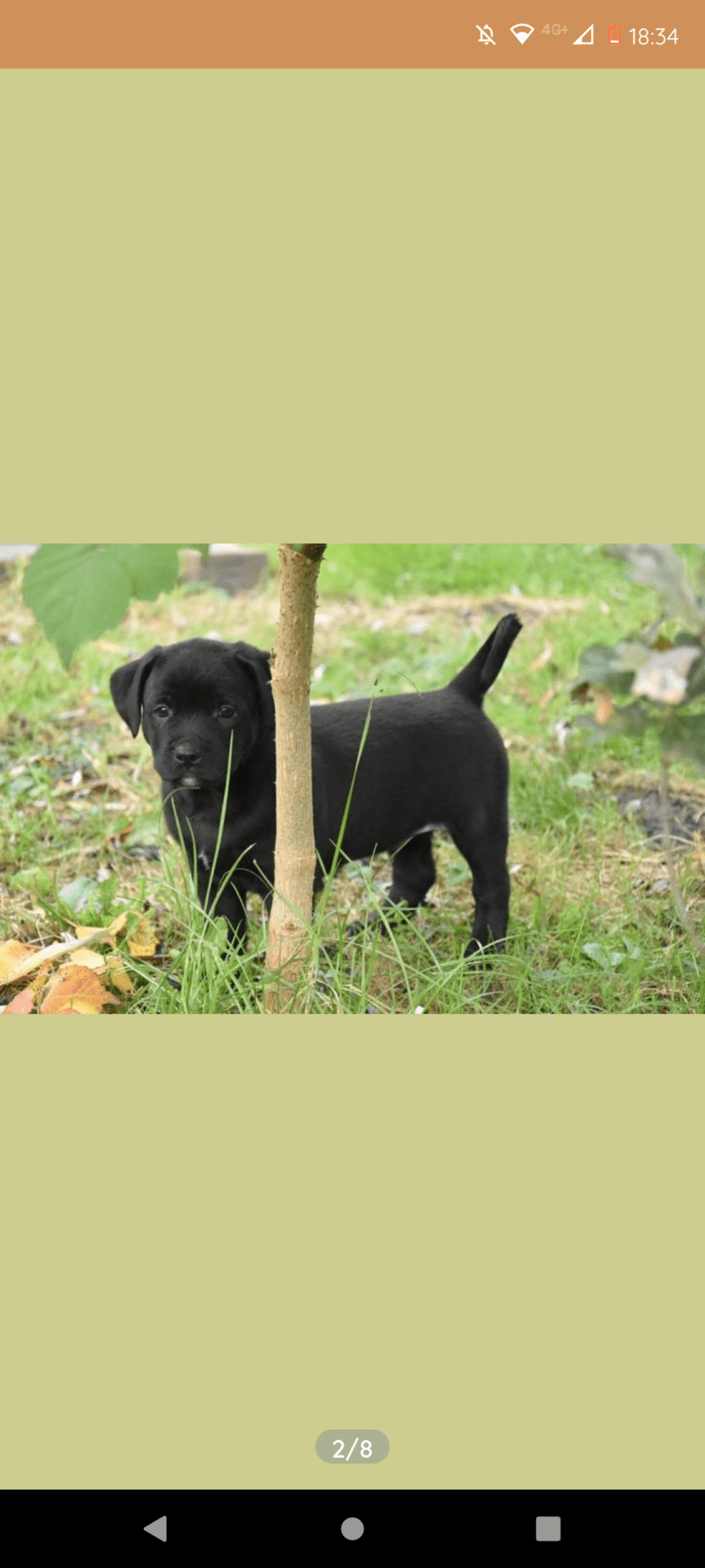 Ridgeback/ Weimaraner x Rottweiler pups