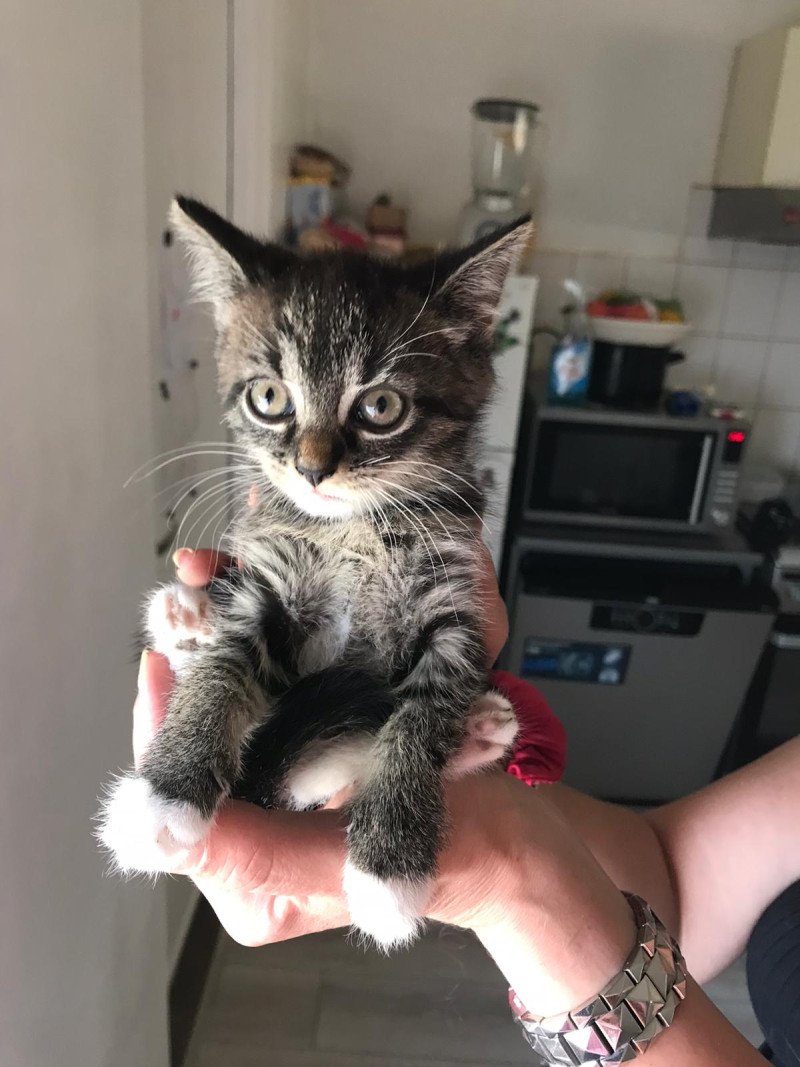 Kitten te koop