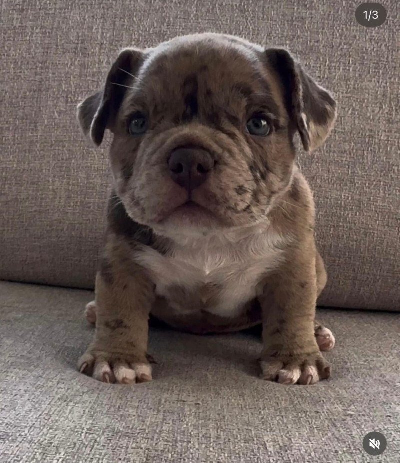 Prachtige raszuivere Merle teefjes American Bully nano/micro