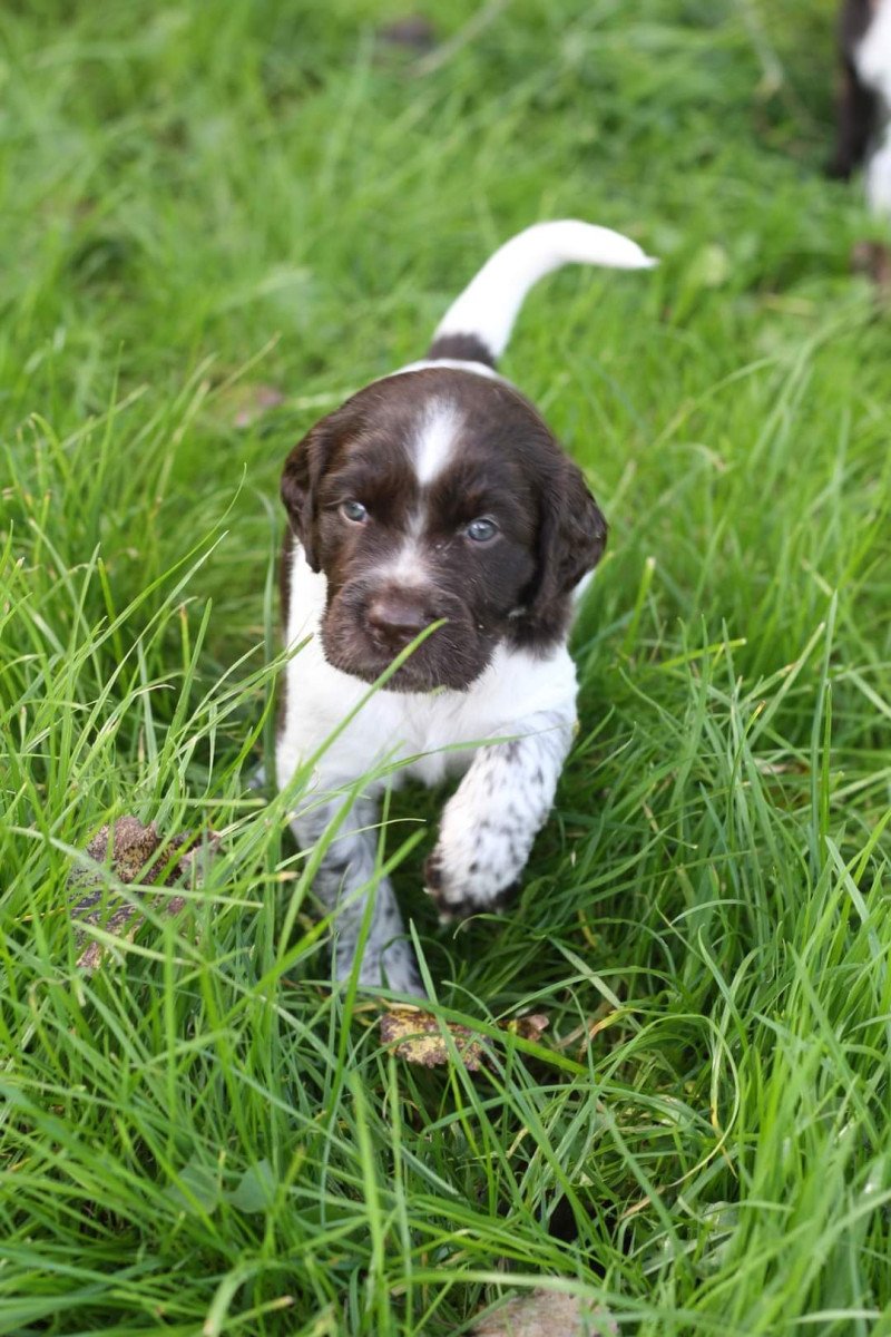 Kleine Münsterlanders/ heidewachtels pups