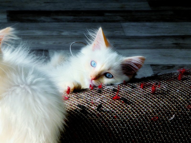 Ragdoll kittens cream point - afbeelding 4