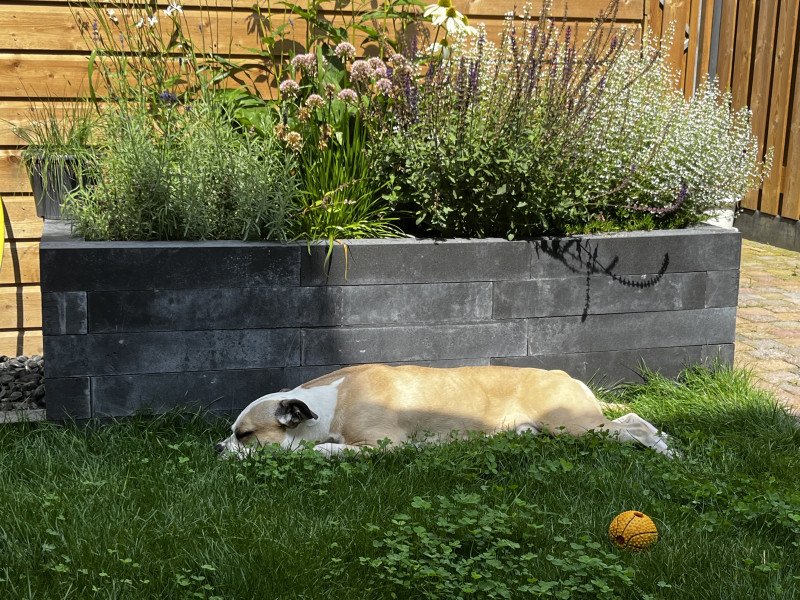 Lieve hond zoekt gouden mandje (Amstaff) bijna 4 jaar oud