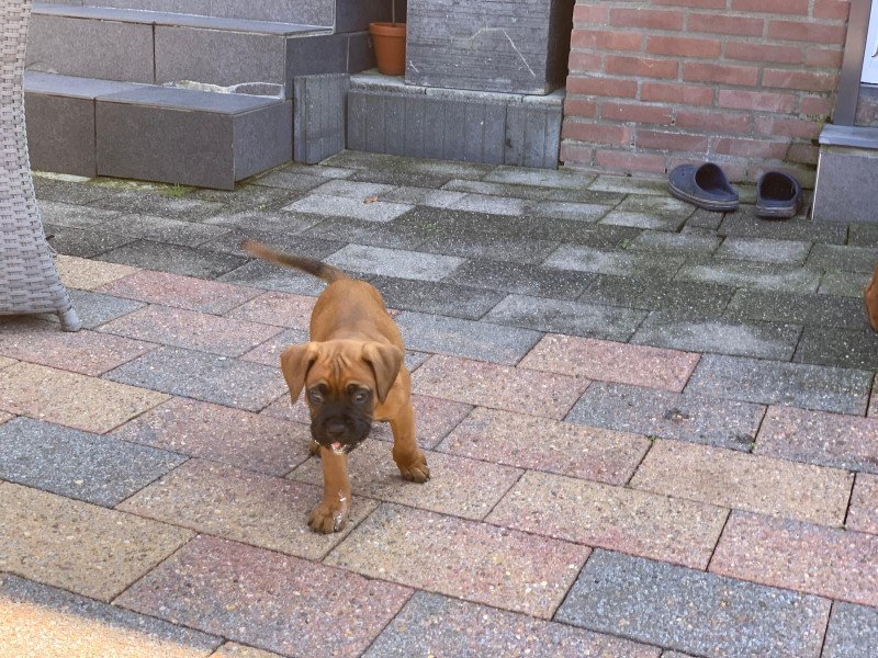 Boxer pups te koop