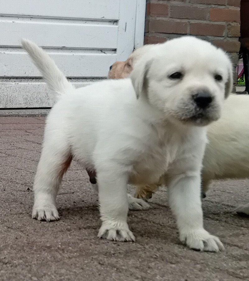 Lieve blonde labrador pups