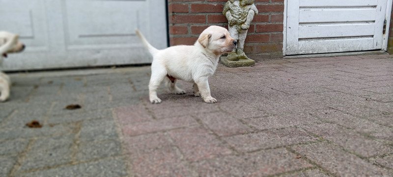 Lieve blonde labrador pups