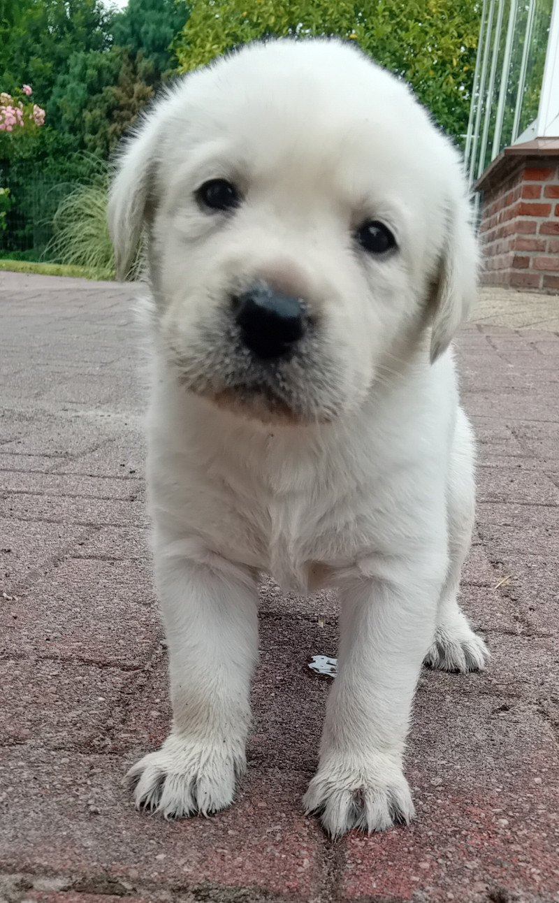 Lieve blonde labrador pups