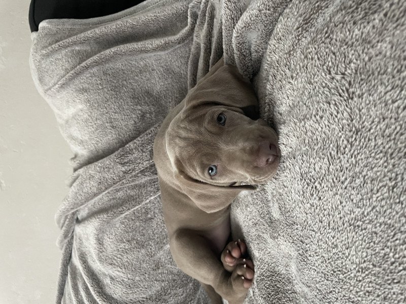 Weimaraner pups - afbeelding 2