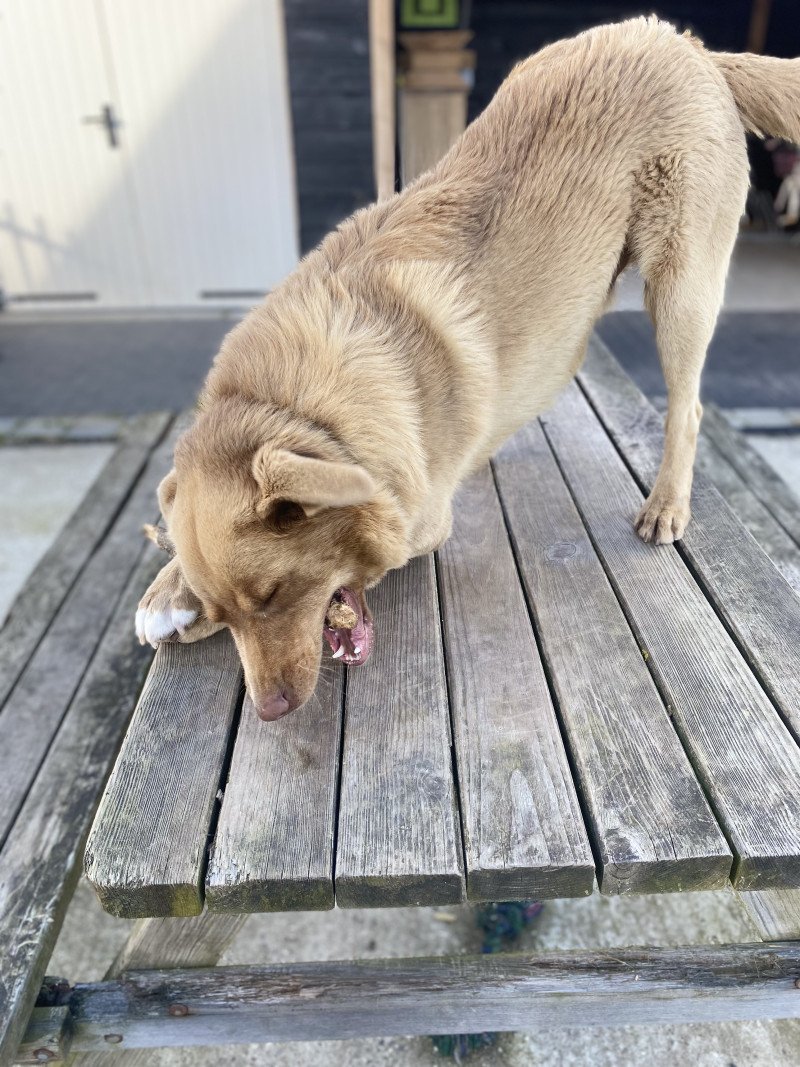 Enthousiaste lieve Labrador/australische herder - afbeelding 3