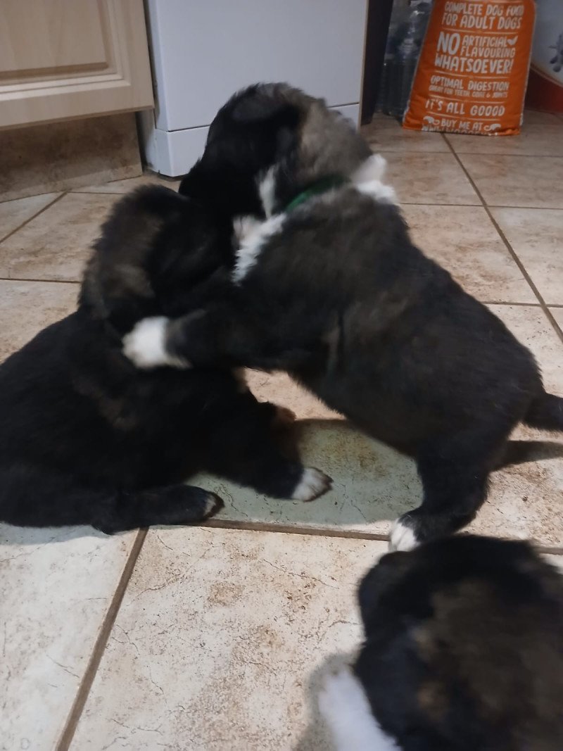 Kaukakische herder pups - afbeelding 2