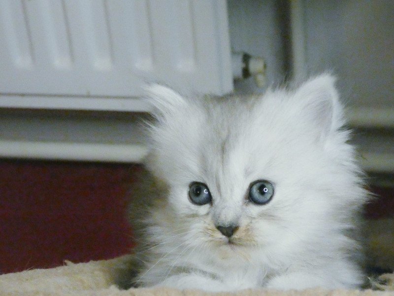 Ragdoll mix Perzisch - afbeelding 11