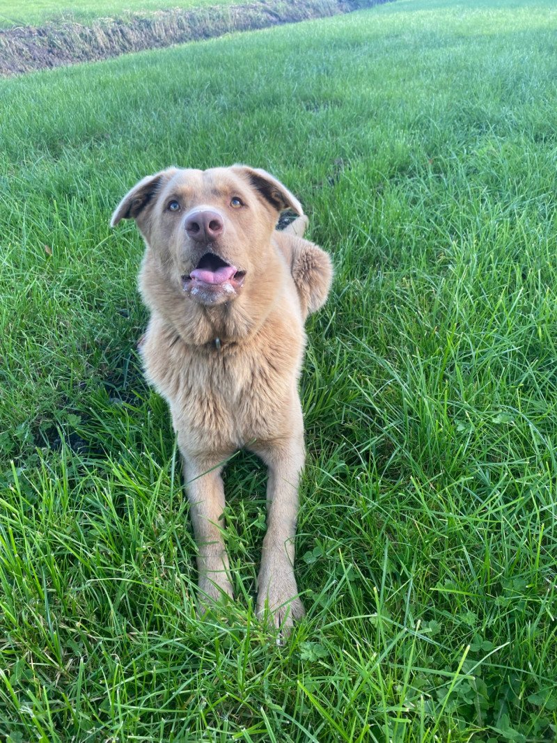 Enthousiaste lieve Labrador/australische herder