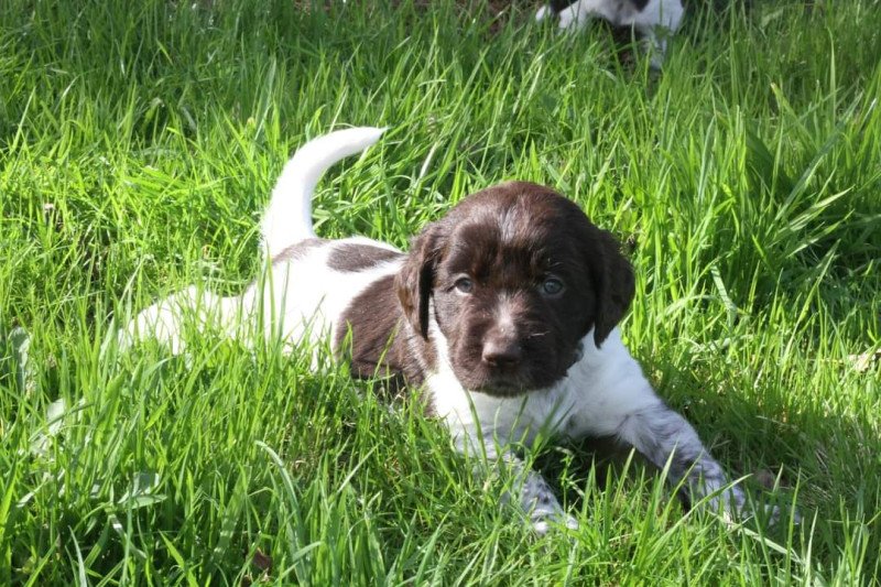 Kleine Münsterlanders/ heidewachtels pups