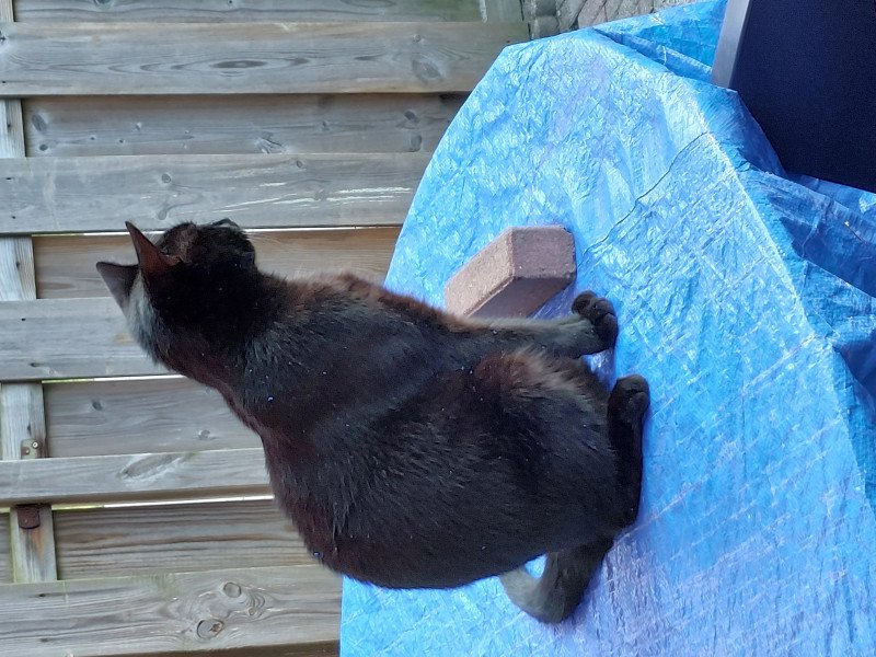 Katten, Gijs en Noortje zoeken nieuw huis.