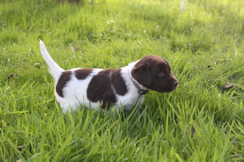 Kleine Münsterlanders/ heidewachtels pups