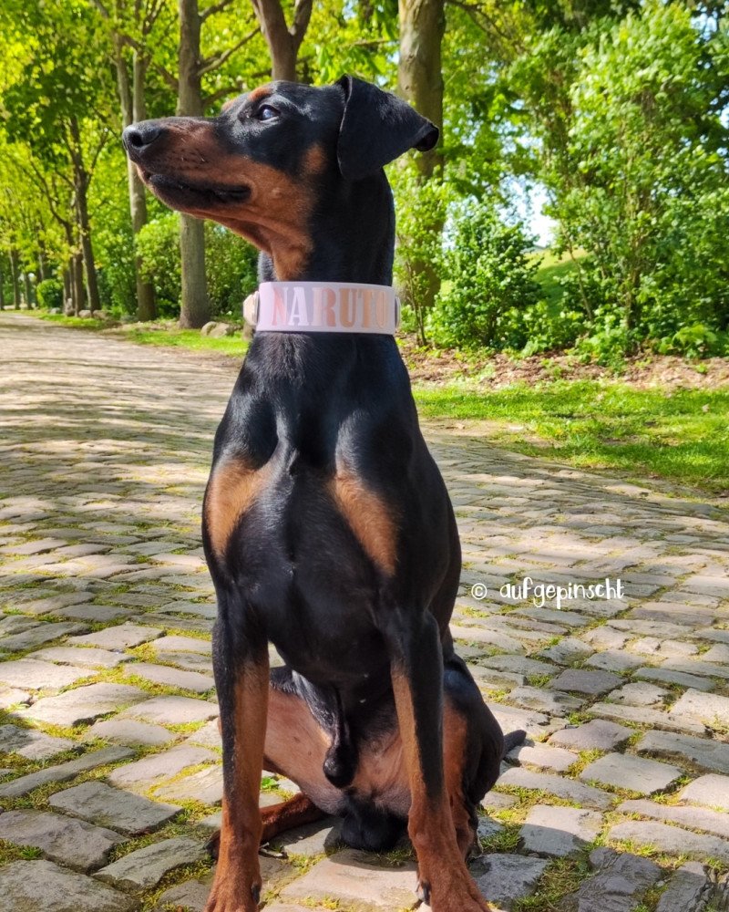 prachtige Duitse Pinscher puppies