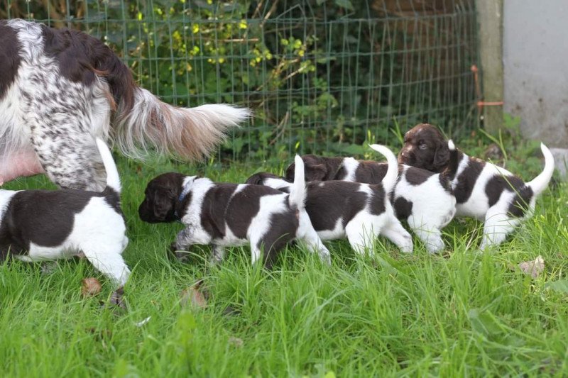 Kleine Münsterlanders/ heidewachtels pups