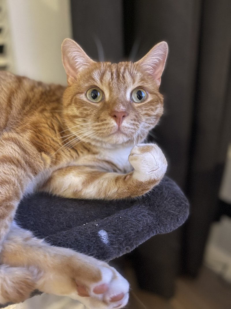 Half Bengaalse zachtaardige rode kater zoekt nieuw huisje