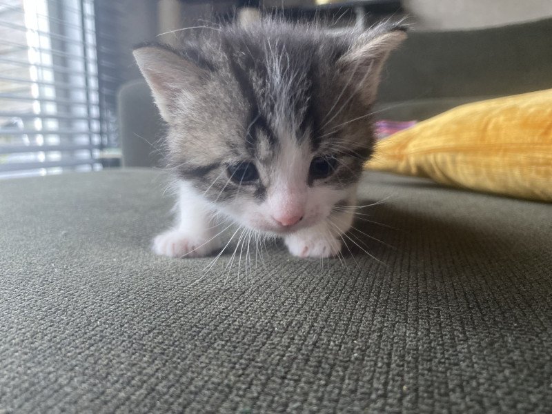 Lieve kittens zoeken nieuw baasje