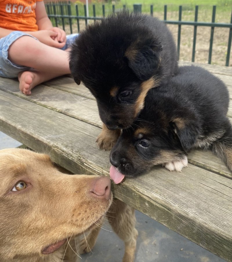 Enthousiaste lieve Labrador/australische herder