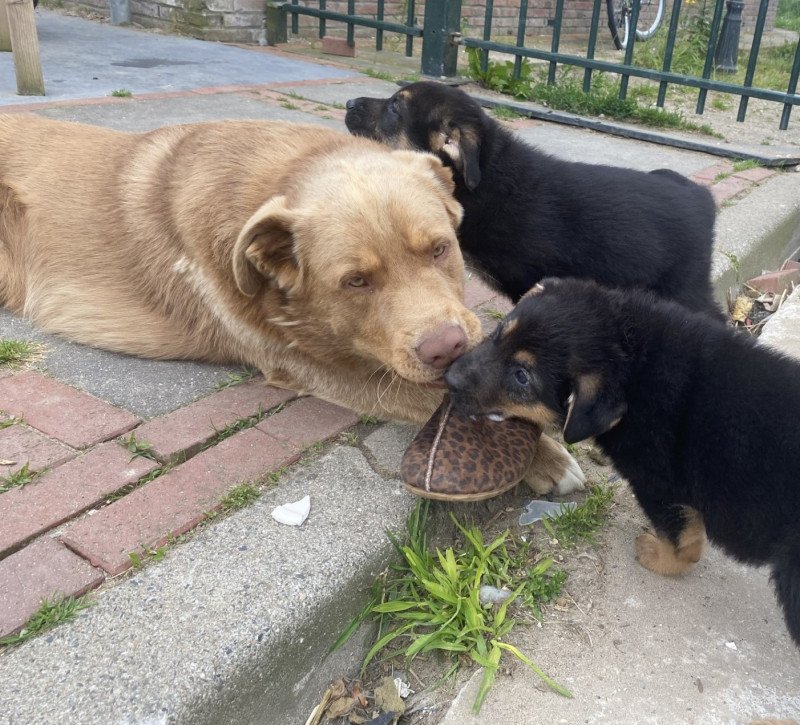 Enthousiaste lieve Labrador/australische herder