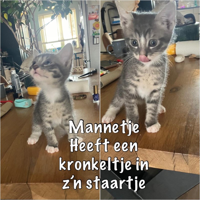 Hele lieve mooie kittens te koop