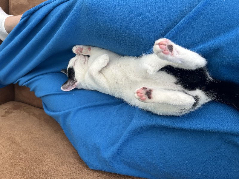 2 lieve kittens 6 maanden oud zie omschrijving