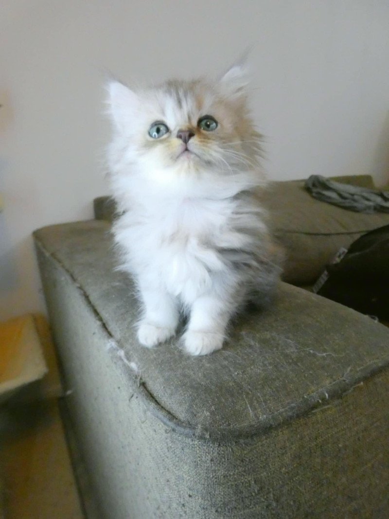 Ragdoll mix Perzisch - afbeelding 6