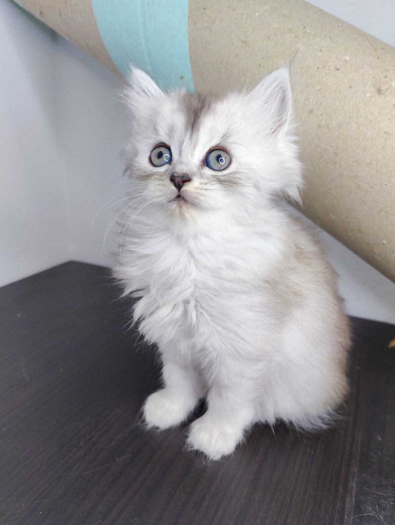 Ragdoll mix Perzisch - afbeelding 2