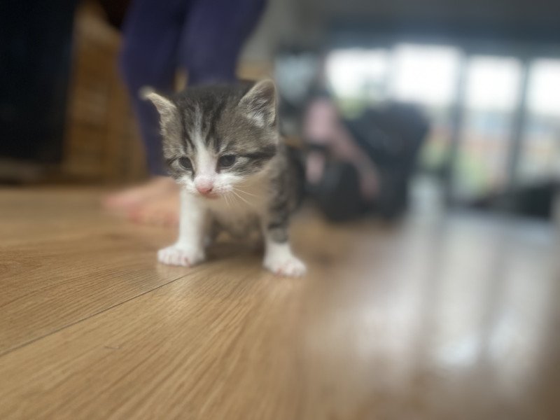 Lieve kittens zoeken nieuw baasje