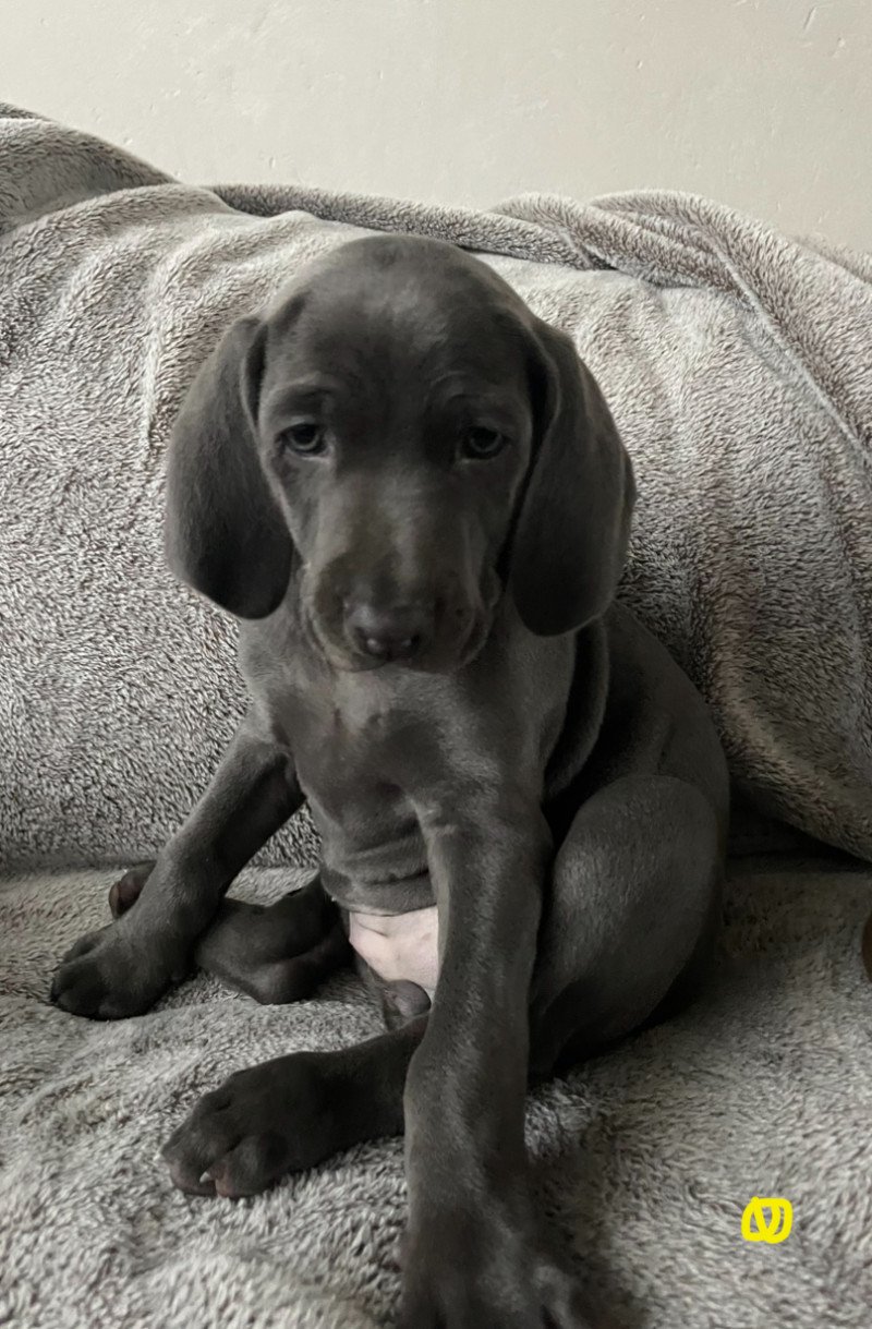 Weimaraner pups - afbeelding 4